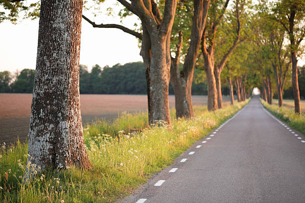 istock Country lane through trees 181090092