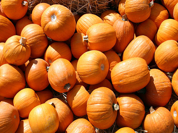 small orange pumpkin stock photo