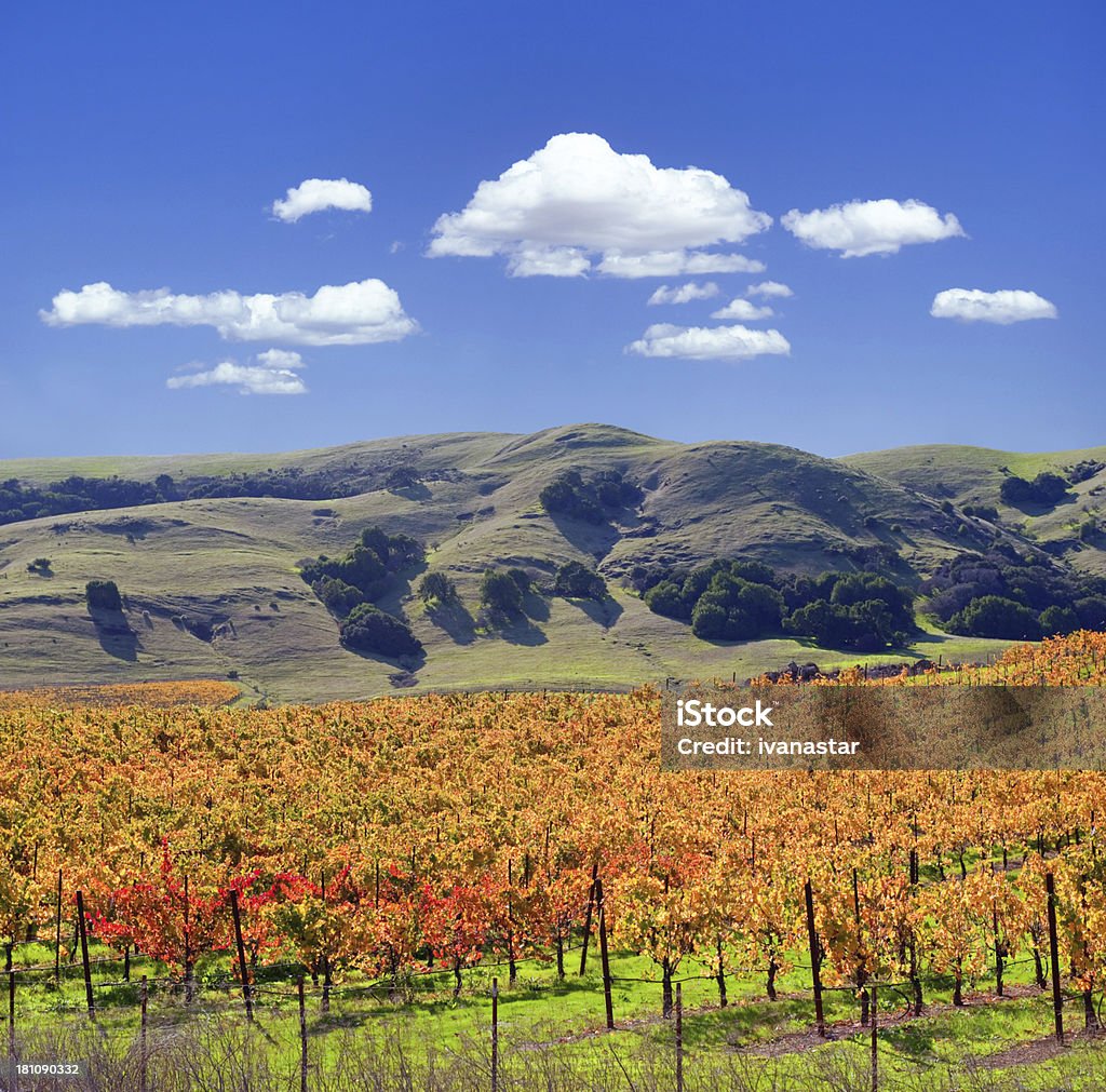 Vale de Sonoma Estabelecimento Vinícola Vines - Royalty-free Agricultura Foto de stock