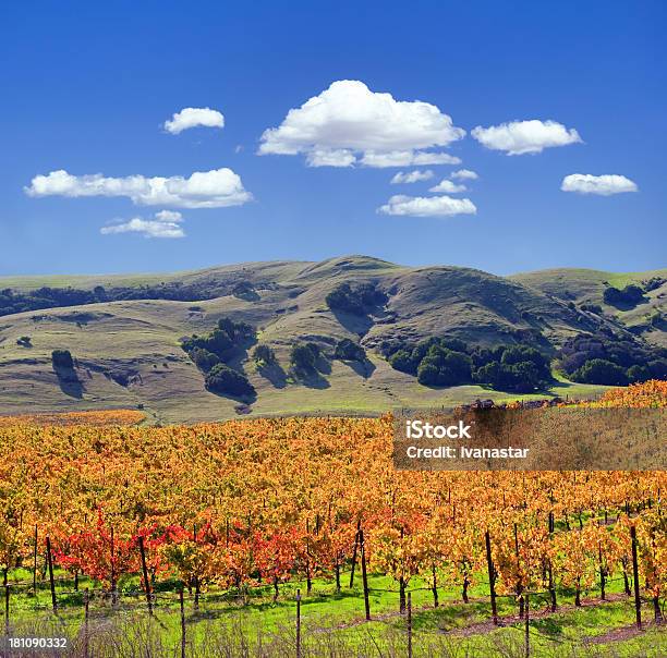 Vale De Sonoma Estabelecimento Vinícola Vines - Fotografias de stock e mais imagens de Agricultura - Agricultura, Ajardinado, Ao Ar Livre