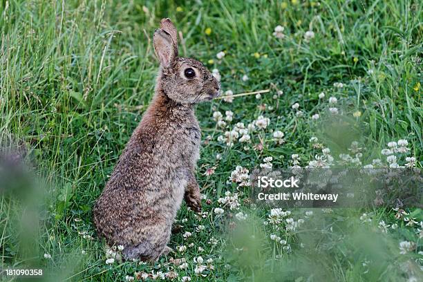 Photo libre de droit de Alerte Wild Lapin Oryctolagus Cuniculus Debout banque d'images et plus d'images libres de droit de Angleterre - Angleterre, Animaux à l'état sauvage, Bonne posture