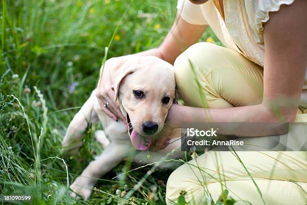 Mały Labrador Retriever Chcesz Zagrać - zdjęcia stockowe i więcej obrazów Beztroski - Beztroski, Dorosły, Dotykać