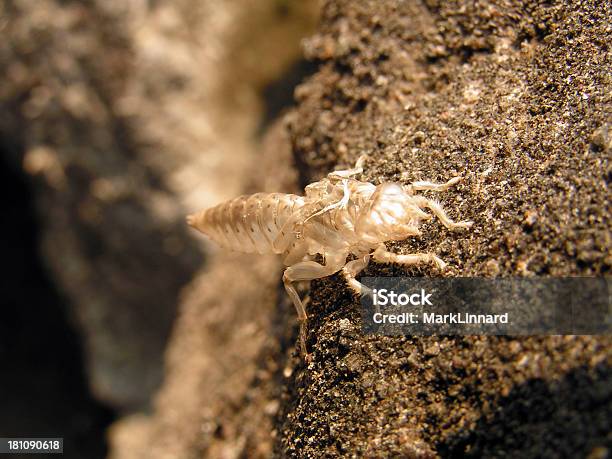 Photo libre de droit de Bizzare Shell banque d'images et plus d'images libres de droit de Afrique - Afrique, Coquille et coquillage, Criquet migrateur