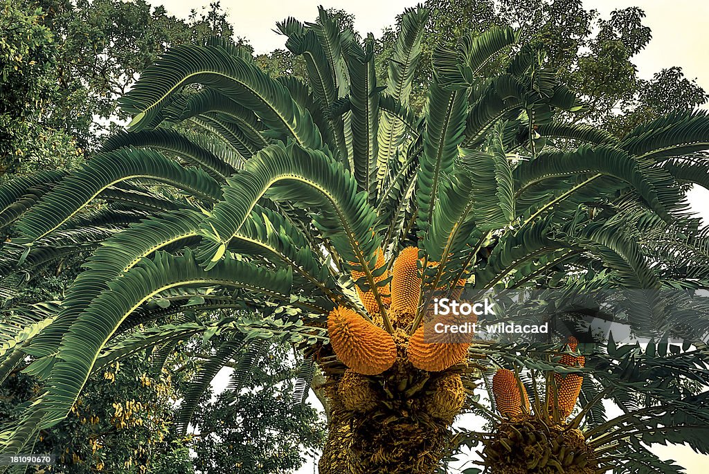 Ancienne Cycas bears de fruits - Photo de Capitule libre de droits