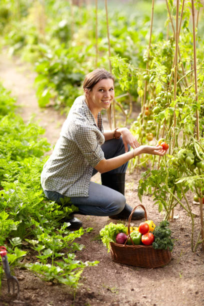 istock Picking ripe ones straight from the vine 181090815