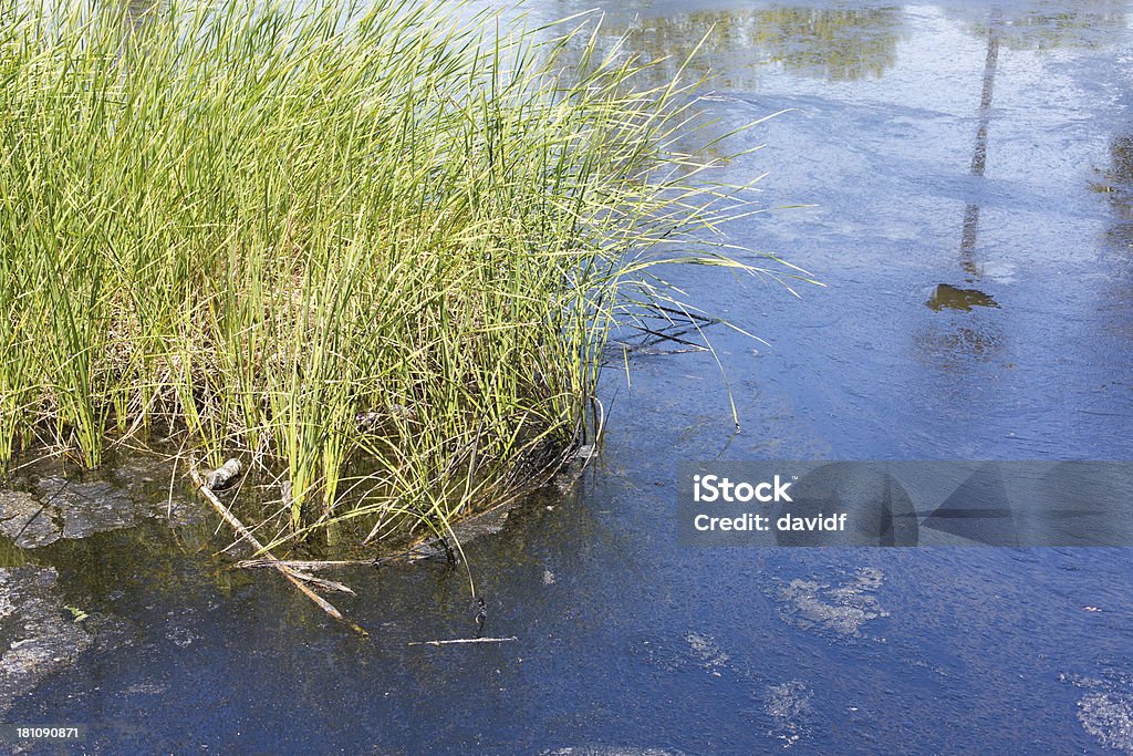 Água poluída Pond - Royalty-free La Brea Tar Pits Foto de stock