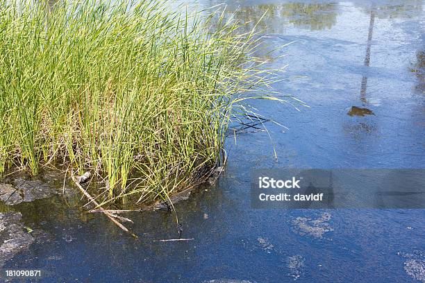 Água Poluída Pond - Fotografias de stock e mais imagens de La Brea Tar Pits - La Brea Tar Pits, Alcatrão, Alfalto