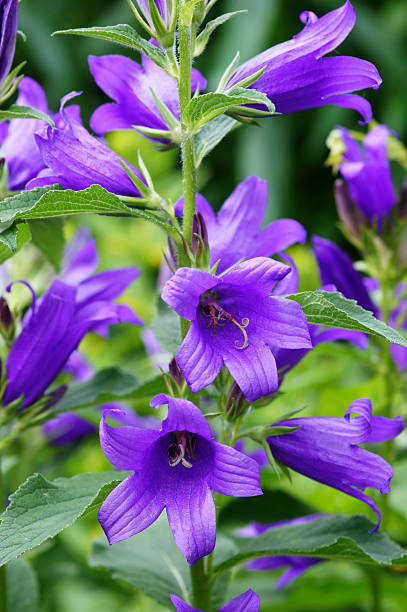 Campanula flowers Campanula Flowers. campanula stock pictures, royalty-free photos & images