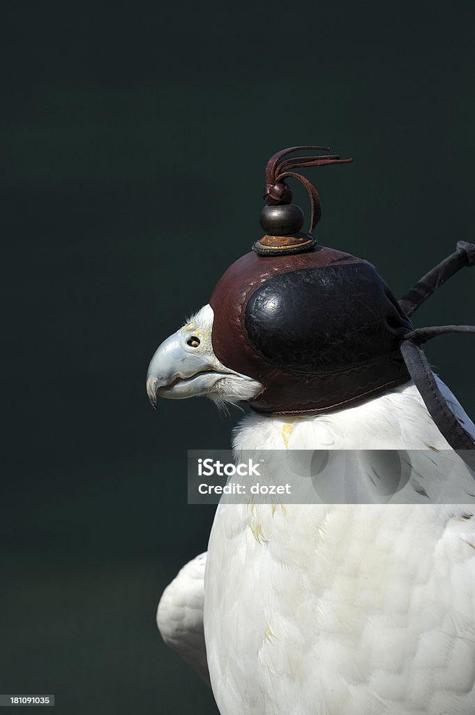 Halcón peregrino - Foto de stock de Ala de animal libre de derechos