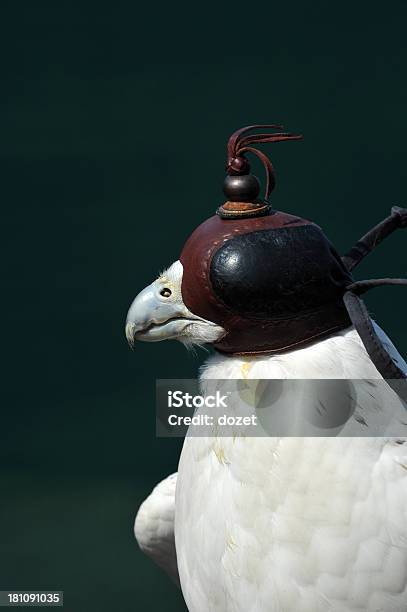 Foto de Falcão Real e mais fotos de stock de Animal - Animal, Animal Treinado, Animal selvagem