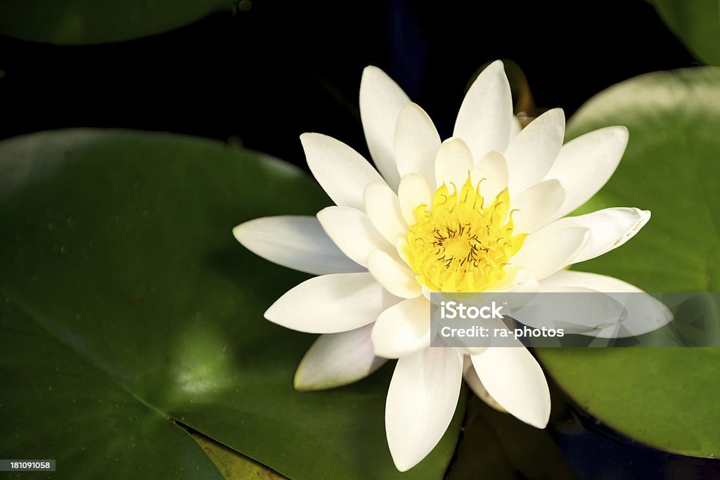 Water Seerose - Lizenzfrei Blume Stock-Foto