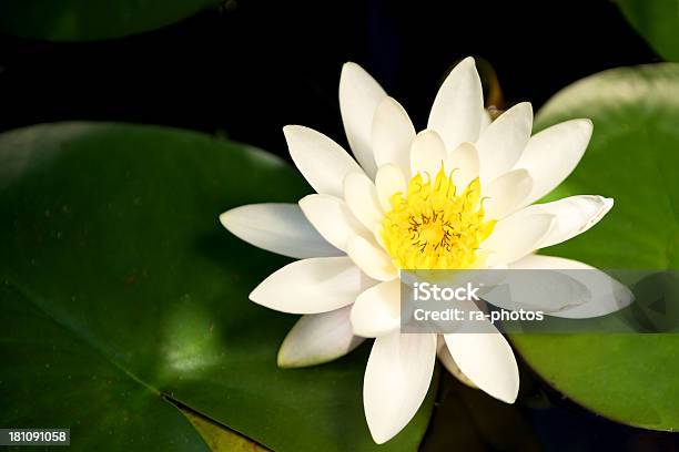 Water Seerose Stockfoto und mehr Bilder von Blume - Blume, Botanik, Einzelne Blume