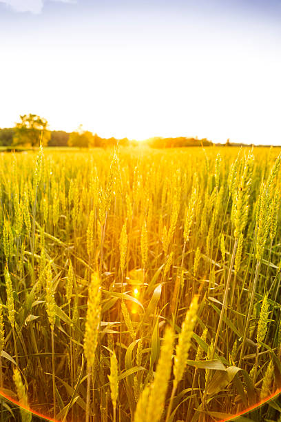 istock Wheat field with lens flare at sunset. 181091235