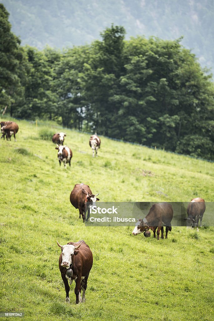 Vacas en la naturaleza Real - Foto de stock de Aire libre libre de derechos