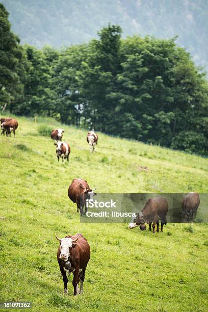 Vacas En La Naturaleza Real Foto de stock y más banco de imágenes de Aire libre - Aire libre, Alegre, Alimentar