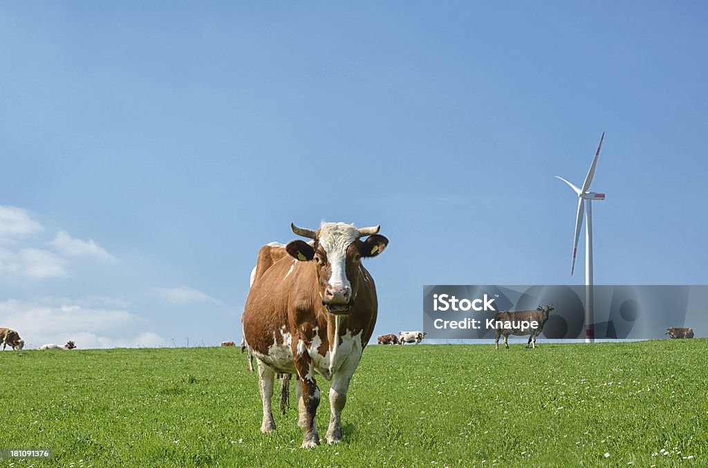 Kuh Herde auf der pasture vor wind turbine - Lizenzfrei Hausrind Stock-Foto