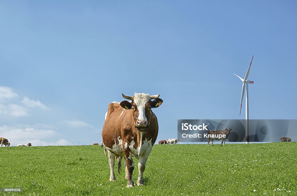 牛に登るパスチュアの前の風力タービン - 家畜牛のロイヤリティフリーストックフォト