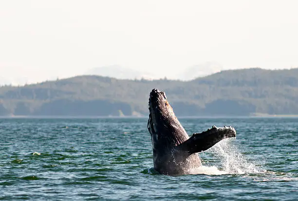 Humpback whale breaching in Alaska's inside passage.  Please see my portfolio for other animal related images.