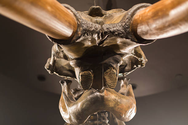 mammoth teschio dettaglio - animal teeth animal skull extinct animal bone foto e immagini stock