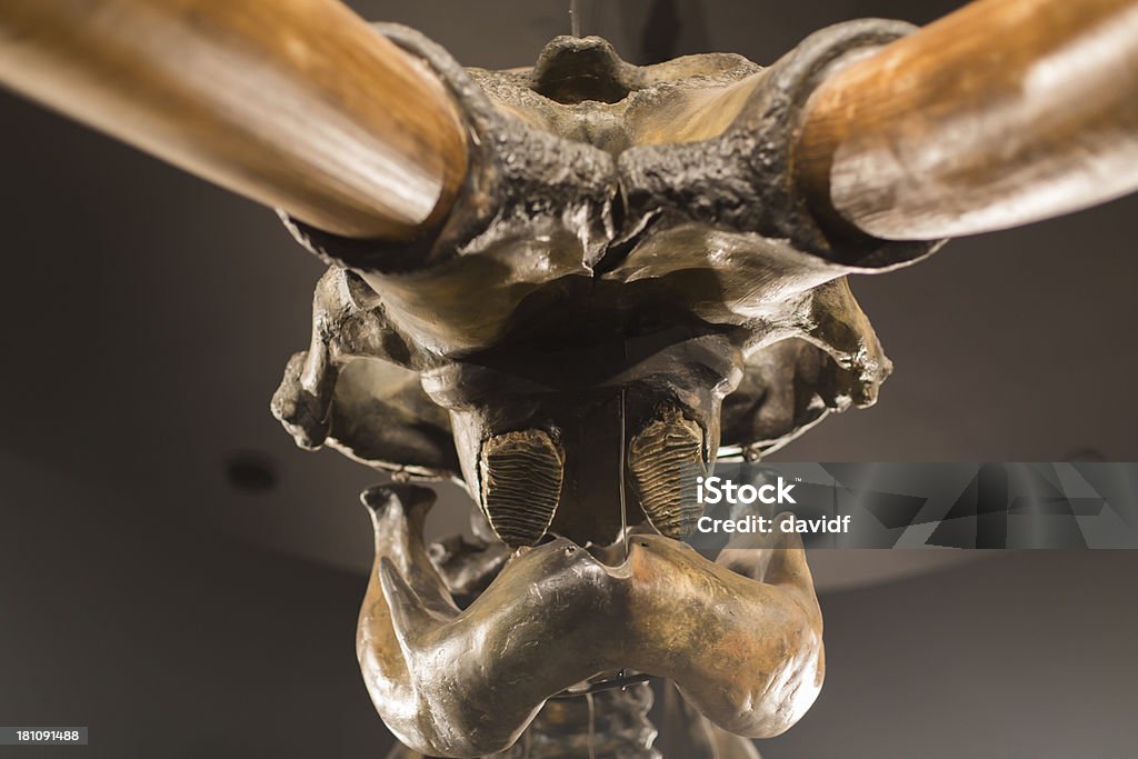 Mammoth Skull Detail Detail of the mouth and skull of a mammoth at The La Brea Tar Pits La Brea Tar Pits Stock Photo