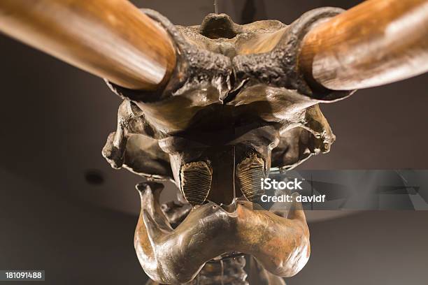 Mammoth Skull Detail Stock Photo - Download Image Now - La Brea Tar Pits, Mammoth, Animal Bone