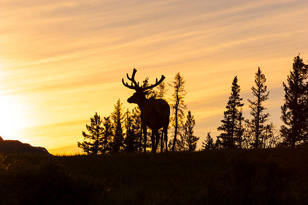 istock Male Elk at sunset 181091667
