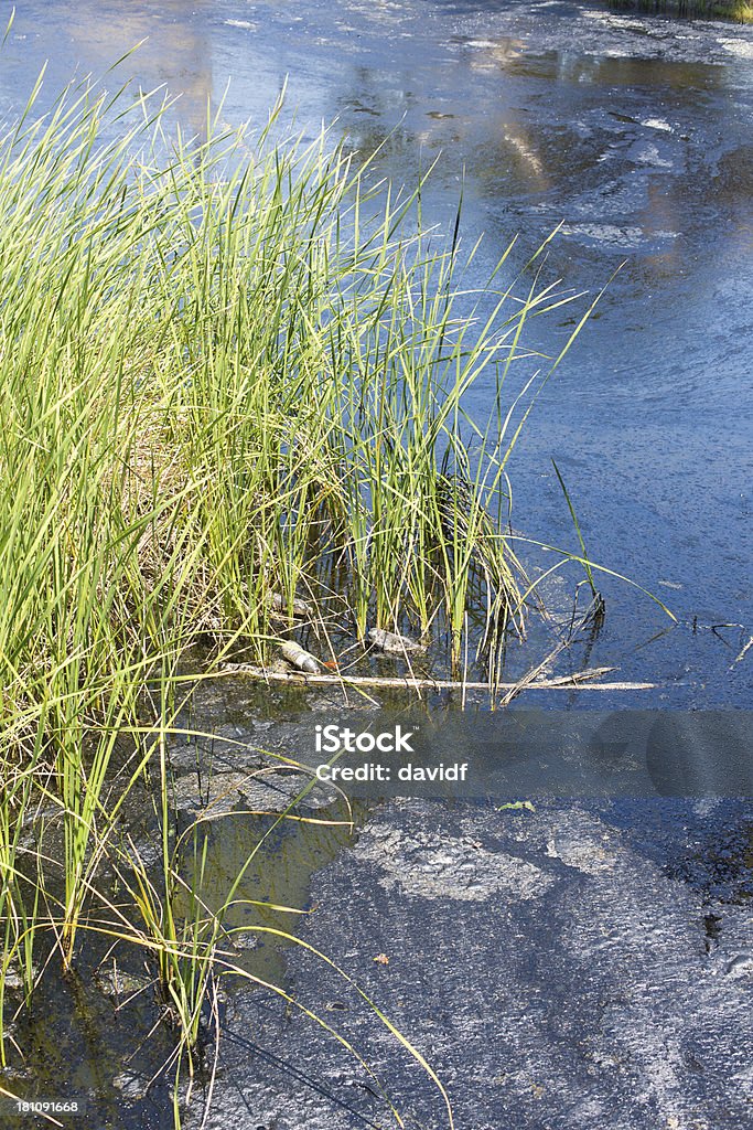 Schmutzig Wasser-Teich - Lizenzfrei Asphalt Stock-Foto