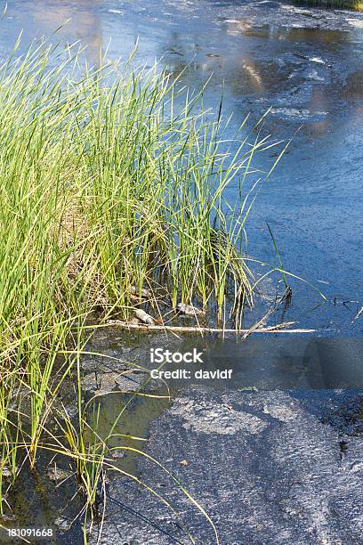Acqua Inquinata Pond - Fotografie stock e altre immagini di Ambientazione esterna - Ambientazione esterna, Ambiente, Asfalto