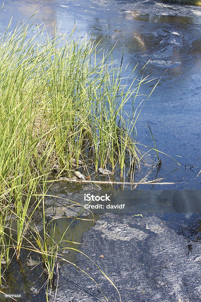 Lago de água contaminado - Foto de stock de Alcatrão royalty-free