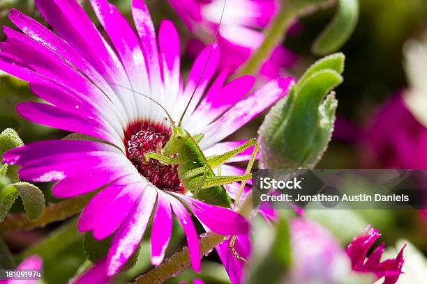 Saltamontes Verde En Margarita Africana Foto de stock y más banco de imágenes de Cabeza de flor - Cabeza de flor, Cultivado, Detalle de primer plano