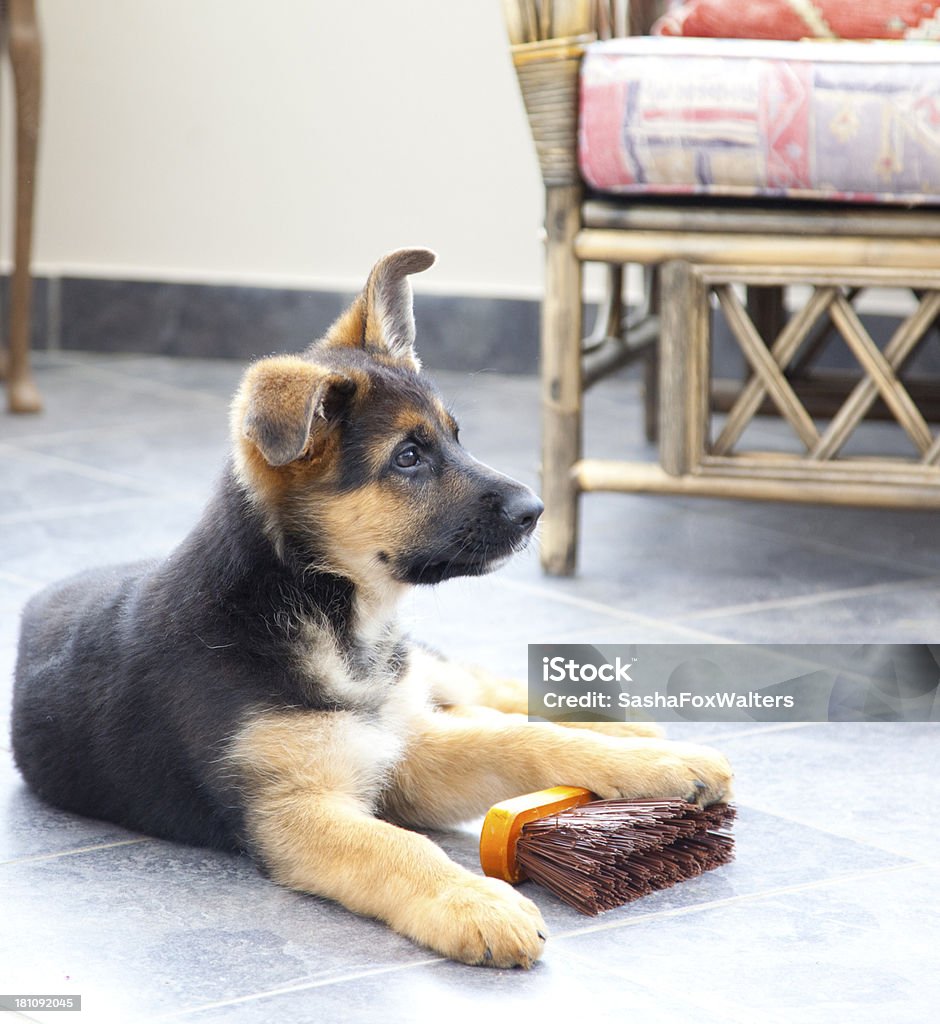 Cão Pastor Alemão do cachorrinho - Foto de stock de Animal royalty-free