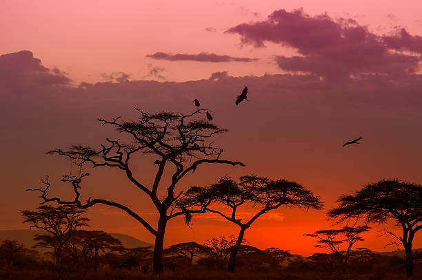 istock Marabou Storks landing on a tree at sunset, Serengeti, Africa 181092077