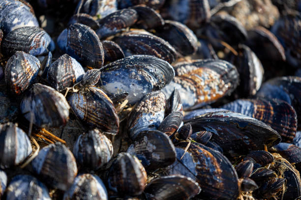 Free picture: Thick shelled river mussel (Unio crassus) underwater with ...
