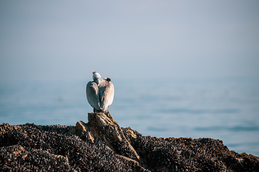 Pelican resting in front of Pacific ocean on a rock full of mussels.