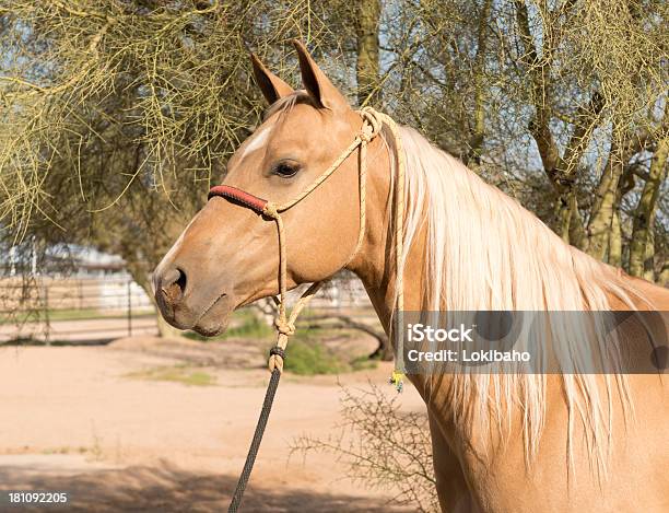 Photo libre de droit de Jeune Palomino Photo banque d'images et plus d'images libres de droit de Alezan clair - Alezan clair, Animaux domestiques, Arizona