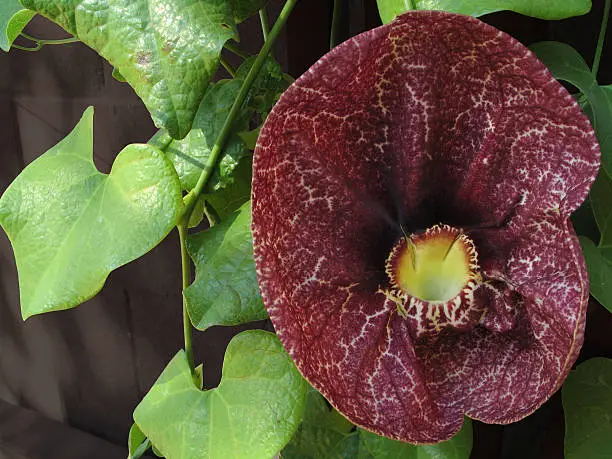 "Full blossom of carnivorous Giant Dutchman's Pipe, 2nd in series. Tested clipping path included to isolate the plant.For more views of this flower, you might like these:"