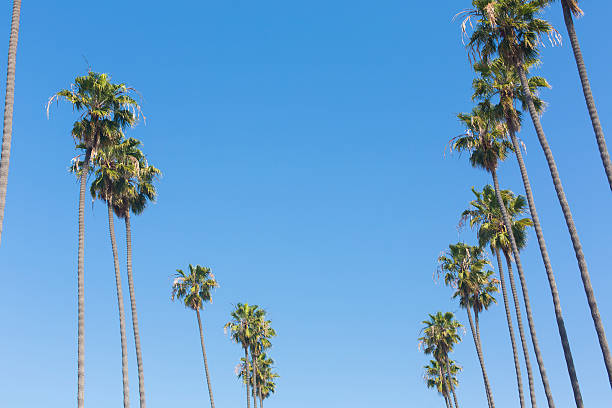 istock California Fan Palms 181092581