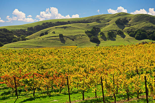 виноградник sonoma долина - napa valley sonoma county vineyard autumn стоковые фото и изображения