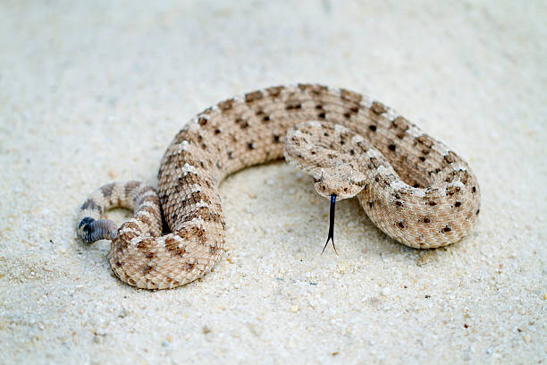 istock Sidewinder Rattlesnake with Forked Tongue 181092984