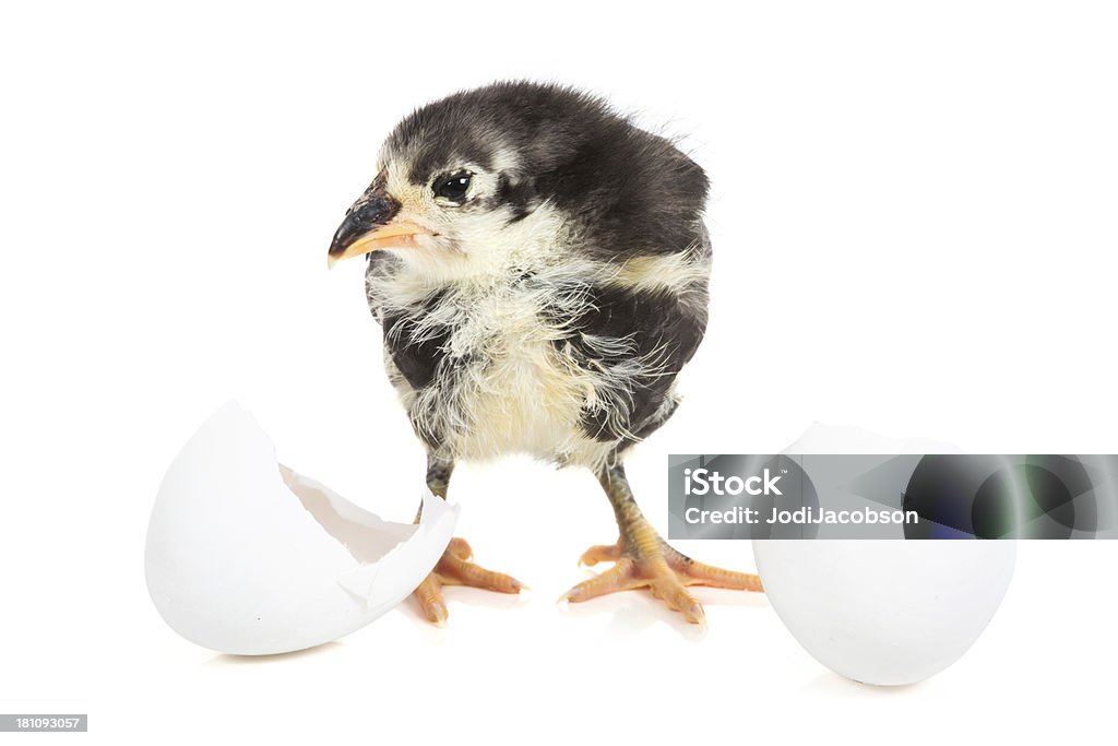 Chick últimas fora da concha - Foto de stock de Animal royalty-free