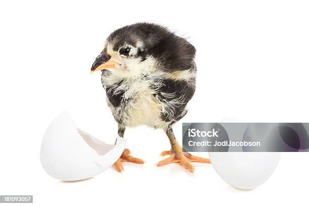 Foto de Chick Últimas Fora Da Concha e mais fotos de stock de Animal - Animal, Animal de Fazenda, Animal recém-nascido