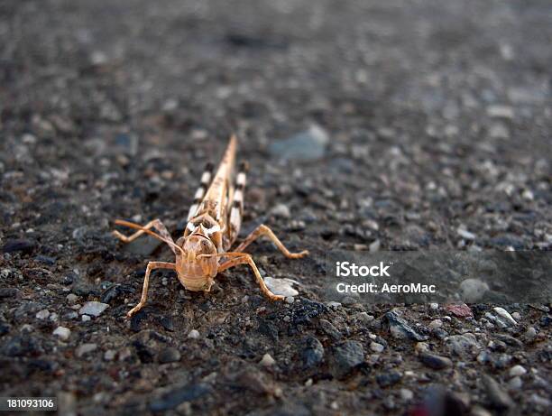 Curioso Cavalletta - Fotografie stock e altre immagini di Animale - Animale, Asfalto, California