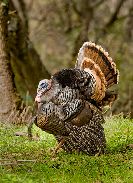 istock Wild Turkey, Northern California 181093145