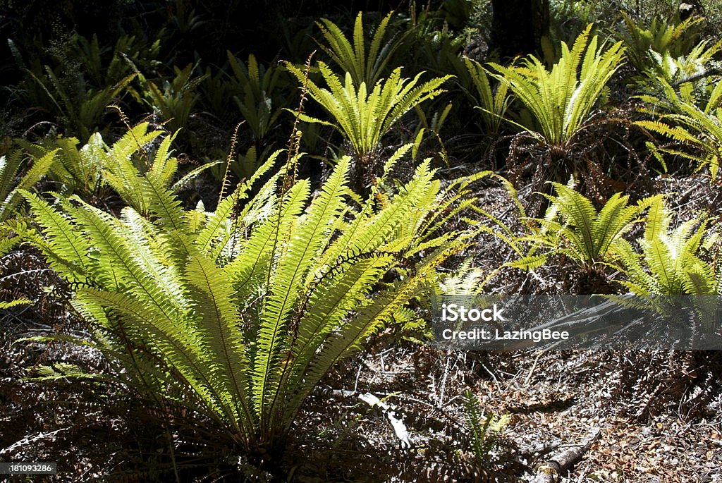 Corona Felce (Blechnum scolorendo) o Piupiu - Foto stock royalty-free di Felce