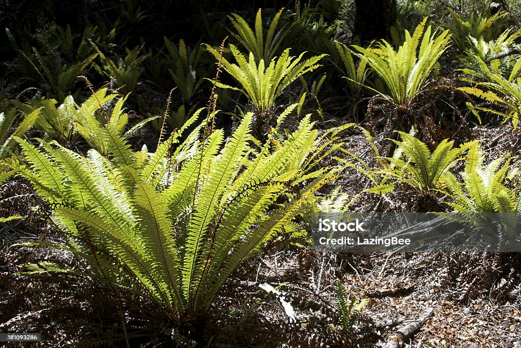 クラウンカンゾウ（Blechnum discolor ）または Piupiu - シダのロイヤリティフリーストックフォト