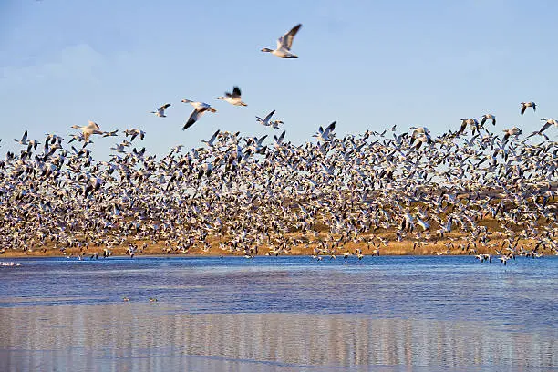 A large flock of Snowgeese, and a few other birds, suddenly take to the air.