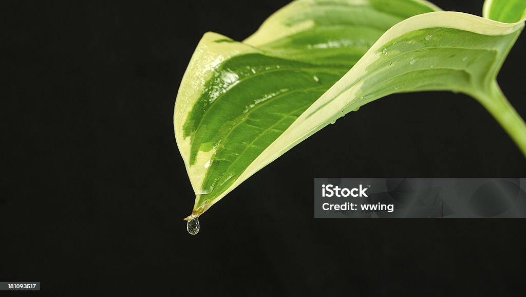 Regentropfen und Funkie Leaf - Lizenzfrei Blatt - Pflanzenbestandteile Stock-Foto