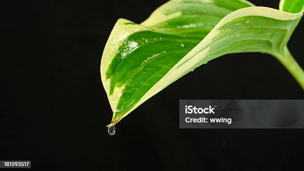 Regentropfen Und Funkie Leaf Stockfoto und mehr Bilder von Blatt - Pflanzenbestandteile - Blatt - Pflanzenbestandteile, Farbbild, Fotografie