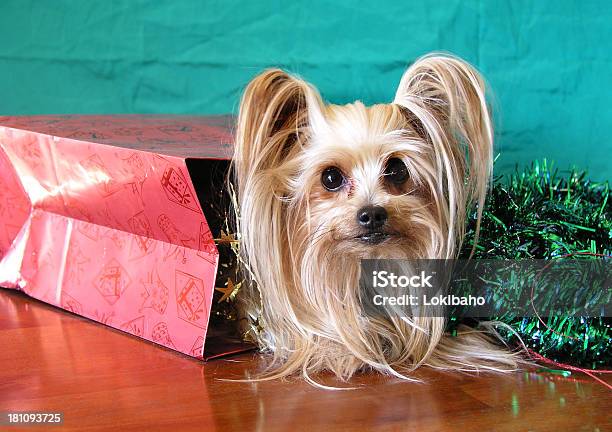 Yorkie Anwesend Stockfoto und mehr Bilder von Ausverkauf - Ausverkauf, Feiertag, Festliches Ereignis