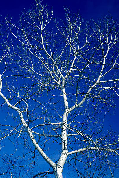 árvore - clear sky contrasts cloud high contrast imagens e fotografias de stock